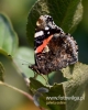 Filename=496_fotowilga~14.JPG
Filesize=65KB
Dimensions=384x480
Date added=Jan 05, 2018 496_fotowilga~14.JPG