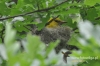 Filename=496_fotowilga~7.JPG
Filesize=97KB
Dimensions=640x427
Date added=Aug 06, 2015 496_fotowilga~7.JPG