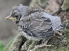 Filename=502_fotowilga~16.JPG
Filesize=307KB
Dimensions=700x525
Date added=Jul 12, 2019 502_fotowilga~16.JPG