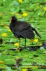 Filename=502_fotowilga~3.JPG
Filesize=94KB
Dimensions=360x540
Date added=May 16, 2014 502_fotowilga~3.JPG