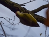 Filename=504_fotowilga~18.JPG
Filesize=209KB
Dimensions=700x525
Date added=Jan 30, 2018 504_fotowilga~18.JPG