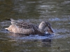 Filename=504_fotowilga~20.JPG
Filesize=333KB
Dimensions=700x525
Date added=Dec 17, 2018 504_fotowilga~20.JPG