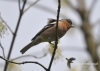 Filename=504_fotowilga~4.JPG
Filesize=264KB
Dimensions=720x514
Date added=Aug 09, 2014 504_fotowilga~4.JPG