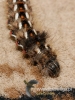 Filename=505_fotowilga~10.JPG
Filesize=97KB
Dimensions=360x480
Date added=Jan 12, 2018 505_fotowilga~10.JPG