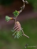 Filename=506_fotowilga~14.JPG
Filesize=241KB
Dimensions=525x700
Date added=May 04, 2017 506_fotowilga~14.JPG