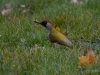 Filename=509_fotowilga~16.JPG
Filesize=303KB
Dimensions=700x525
Date added=Jan 11, 2018 509_fotowilga~16.JPG