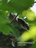 Filename=511_fotowilga~8.JPG
Filesize=74KB
Dimensions=356x480
Date added=Mar 17, 2016 511_fotowilga~8.JPG