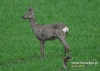 511_fotowilga~9.JPG