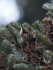Filename=513_fotowilga~16.JPG
Filesize=282KB
Dimensions=525x700
Date added=Apr 02, 2018 513_fotowilga~16.JPG