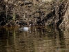 513_fotowilga~17.JPG