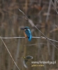 Filename=513_fotowilga~8.JPG
Filesize=55KB
Dimensions=400x480
Date added=Nov 08, 2016 513_fotowilga~8.JPG