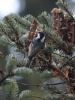 Filename=514_fotowilga~17.JPG
Filesize=314KB
Dimensions=525x700
Date added=Feb 18, 2018 514_fotowilga~17.JPG