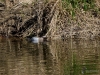 516_fotowilga~22.JPG
