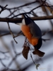 Filename=517_fotowilga~1.JPG
Filesize=231KB
Dimensions=525x700
Date added=Dec 04, 2018 517_fotowilga~1.JPG