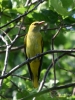 Filename=521_fotowilga~15.JPG
Filesize=307KB
Dimensions=525x700
Date added=Jun 15, 2019 521_fotowilga~15.JPG