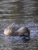 Filename=523_fotowilga~16.JPG
Filesize=303KB
Dimensions=525x700
Date added=Jan 10, 2019 523_fotowilga~16.JPG