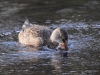 Filename=524_fotowilga~20.JPG
Filesize=341KB
Dimensions=700x525
Date added=Dec 17, 2018 524_fotowilga~20.JPG