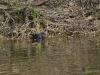524_fotowilga~22.JPG