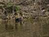 525_fotowilga~10.JPG