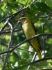 Filename=525_fotowilga~8.JPG
Filesize=294KB
Dimensions=525x700
Date added=Jun 19, 2019 525_fotowilga~8.JPG