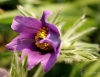 Filename=527_fotowilga~13.JPG
Filesize=253KB
Dimensions=700x545
Date added=Apr 20, 2017 527_fotowilga~13.JPG