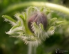 Filename=528_fotowilga~11.JPG
Filesize=263KB
Dimensions=700x551
Date added=Apr 20, 2017 528_fotowilga~11.JPG