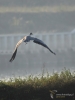 Filename=530_fotowilga~15.JPG
Filesize=219KB
Dimensions=525x700
Date added=Jan 15, 2019 530_fotowilga~15.JPG