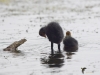 Filename=530_fotowilga~17.JPG
Filesize=208KB
Dimensions=700x525
Date added=Nov 13, 2019 530_fotowilga~17.JPG