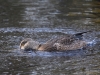 Filename=531_fotowilga~14.JPG
Filesize=318KB
Dimensions=700x525
Date added=Jan 12, 2019 531_fotowilga~14.JPG