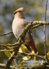 Filename=532_fotowilga~4.JPG
Filesize=83KB
Dimensions=343x480
Date added=Oct 19, 2014 532_fotowilga~4.JPG