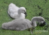 Filename=532_fotowilga~5.JPG
Filesize=151KB
Dimensions=640x457
Date added=May 18, 2015 532_fotowilga~5.JPG