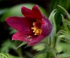 Filename=532_fotowilga~9.JPG
Filesize=297KB
Dimensions=700x587
Date added=Apr 20, 2017 532_fotowilga~9.JPG