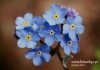 Filename=533_fotowilga~11.JPG
Filesize=78KB
Dimensions=640x452
Date added=Mar 31, 2016 533_fotowilga~11.JPG