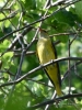 Filename=533_fotowilga~3.JPG
Filesize=305KB
Dimensions=525x700
Date added=Jun 16, 2019 533_fotowilga~3.JPG