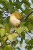 Filename=534_fotowilga~3.JPG
Filesize=183KB
Dimensions=360x540
Date added=Aug 15, 2014 534_fotowilga~3.JPG