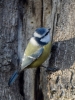 Filename=537_fotowilga~13.JPG
Filesize=375KB
Dimensions=525x700
Date added=Dec 25, 2019 537_fotowilga~13.JPG