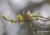 Filename=538_fotowilga~4.JPG
Filesize=92KB
Dimensions=720x514
Date added=Feb 19, 2014 538_fotowilga~4.JPG