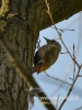 Filename=540_fotowilga~8.JPG
Filesize=82KB
Dimensions=360x480
Date added=Feb 04, 2016 540_fotowilga~8.JPG