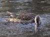 Filename=541_fotowilga~13.JPG
Filesize=320KB
Dimensions=700x525
Date added=Jul 04, 2019 541_fotowilga~13.JPG