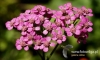 Filename=545_fotowilga~10.JPG
Filesize=108KB
Dimensions=640x384
Date added=Mar 11, 2017 545_fotowilga~10.JPG