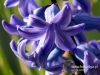 Filename=545_fotowilga~9.JPG
Filesize=97KB
Dimensions=640x480
Date added=Feb 23, 2017 545_fotowilga~9.JPG