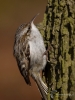 547_fotowilga~18.JPG