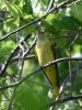 Filename=547_fotowilga~20.JPG
Filesize=313KB
Dimensions=525x700
Date added=Jun 15, 2019 547_fotowilga~20.JPG