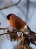 Filename=549_fotowilga~16.JPG
Filesize=237KB
Dimensions=525x700
Date added=Oct 30, 2019 549_fotowilga~16.JPG