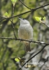 Filename=551_fotowilga~4.JPG
Filesize=75KB
Dimensions=386x540
Date added=Mar 23, 2014 551_fotowilga~4.JPG
