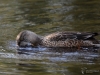 Filename=552_fotowilga~14.JPG
Filesize=289KB
Dimensions=700x525
Date added=Jan 10, 2019 552_fotowilga~14.JPG