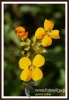 553_fotowilga~12.JPG