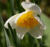 Filename=553_fotowilga~15.JPG
Filesize=262KB
Dimensions=700x661
Date added=Jan 22, 2018 553_fotowilga~15.JPG