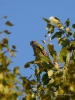 Filename=558_fotowilga~15.JPG
Filesize=244KB
Dimensions=525x700
Date added=Jan 15, 2019 558_fotowilga~15.JPG