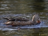 Filename=558_fotowilga~17.JPG
Filesize=308KB
Dimensions=700x525
Date added=Jul 05, 2019 558_fotowilga~17.JPG